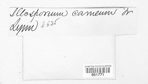 Illosporium carneum image
